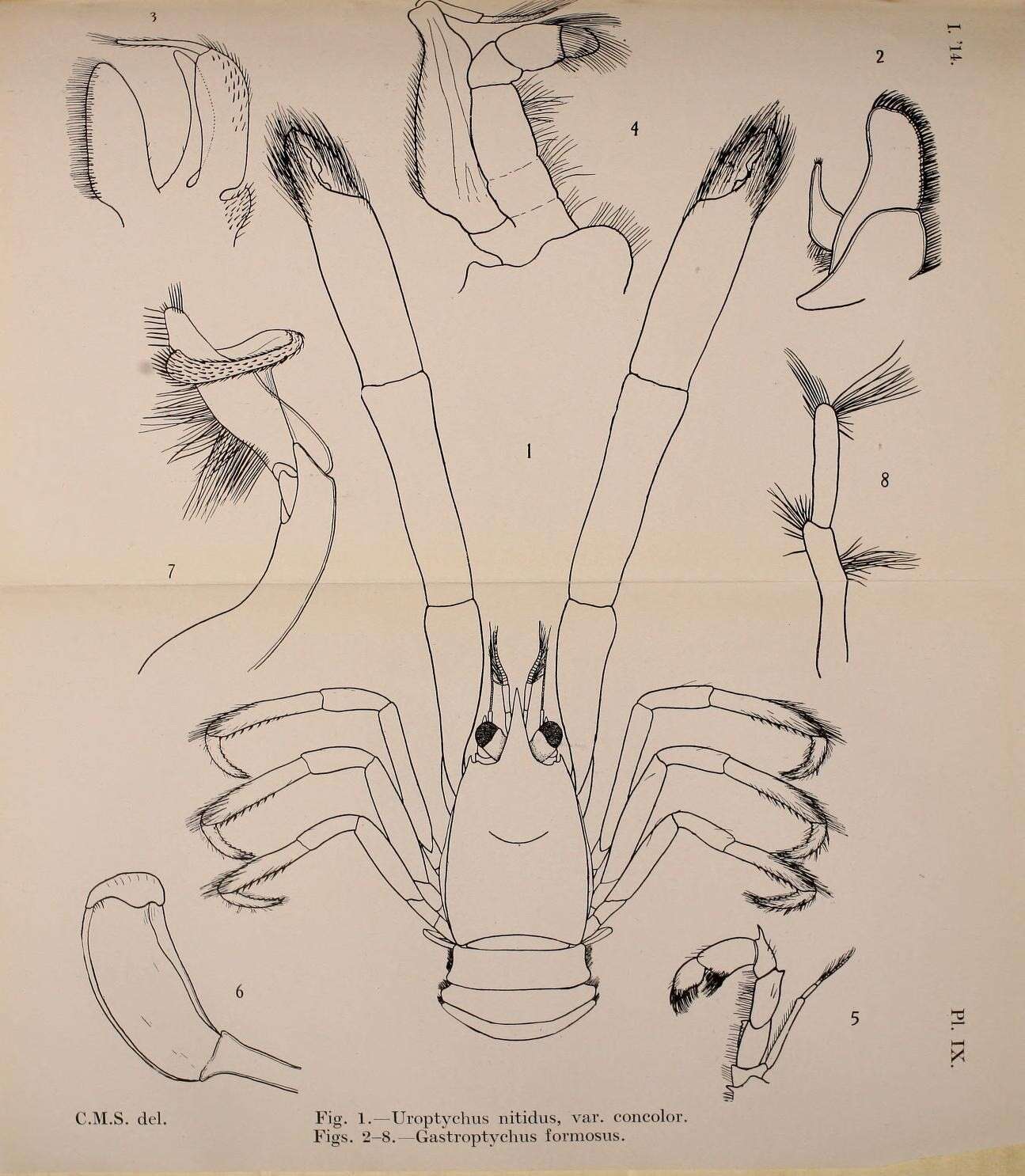 Image de Chirostyloidea Ortmann 1892