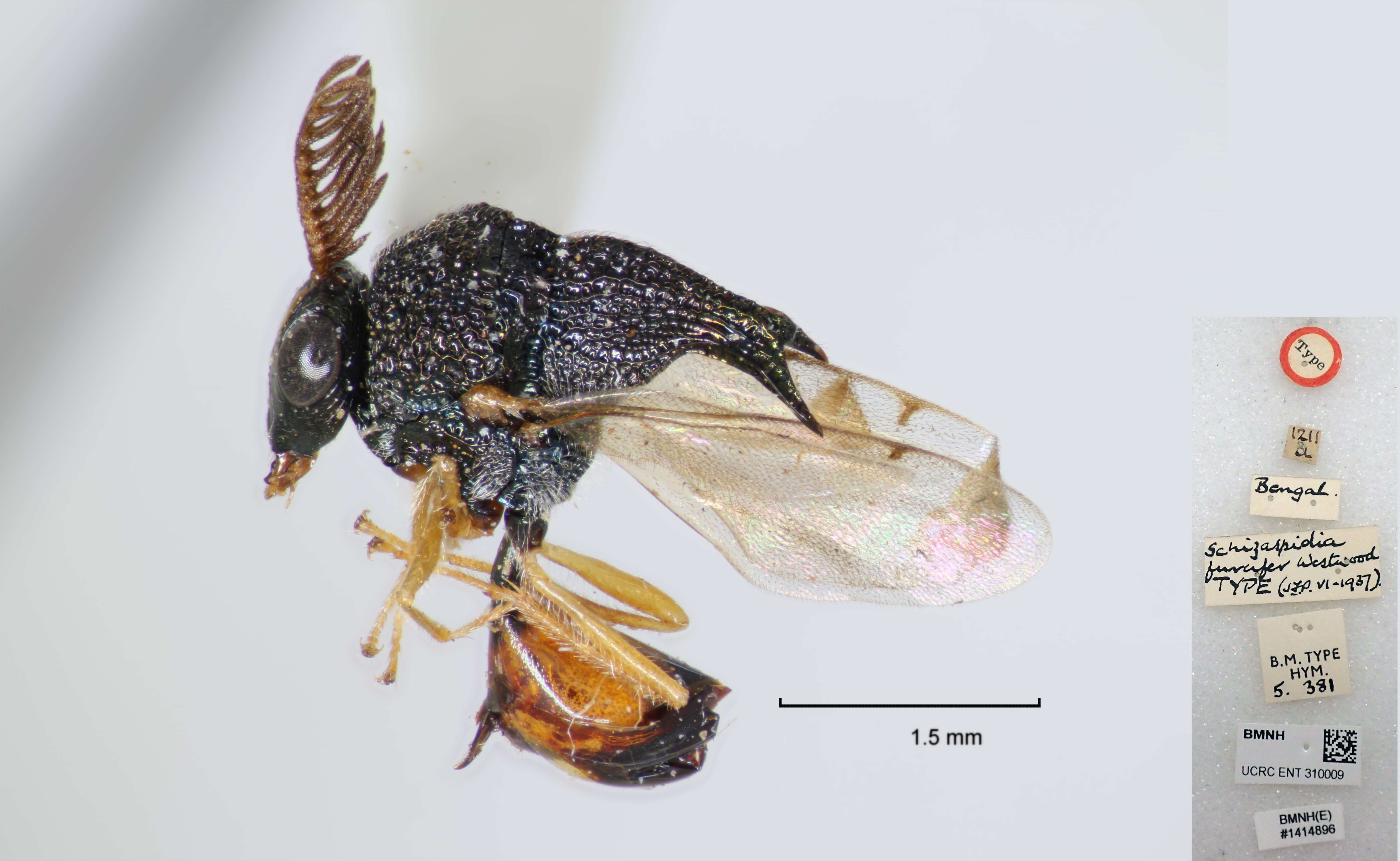 Image of eucharitid wasp