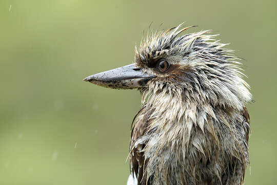 Image of Kookaburra