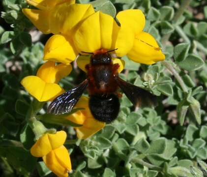 Image of Megachile sicula (Rossi 1792)