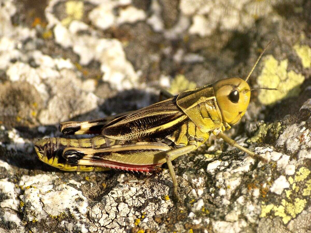 Image of Arcyptera (Arcyptera) fusca (Pallas 1773)