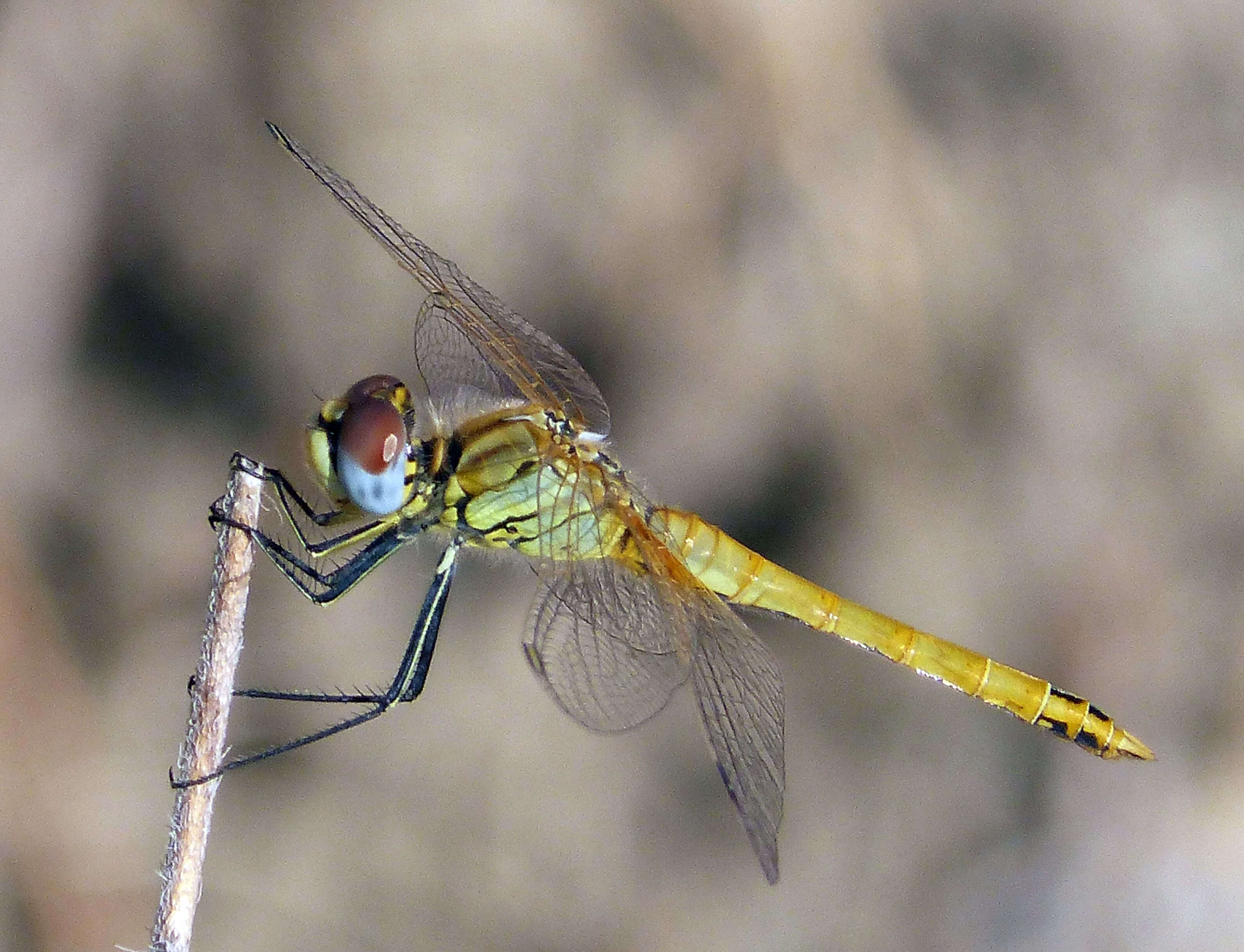 Image of Red-veined Darter