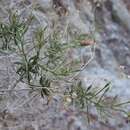 Image of bush arrowleaf