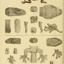 Underwoodisaurus milii (Bory De Saint-vincent 1823)的圖片
