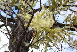 Image of Grevillea glauca Banks & Sol. ex Knight