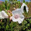 صورة Ipomoea squamisepala O'Donell