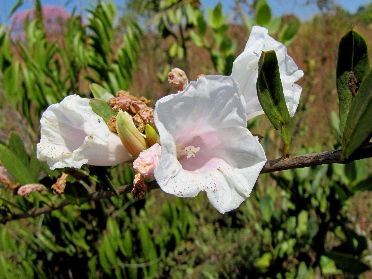 Слика од Ipomoea squamisepala O'Donell