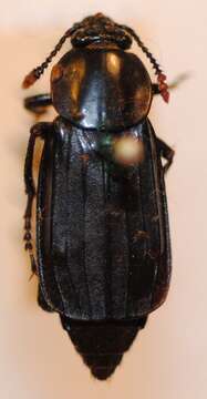 Image of Necrodes littoralis (Linnaeus 1758)