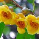 Image of yellow camellia