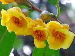 Image of yellow camellia