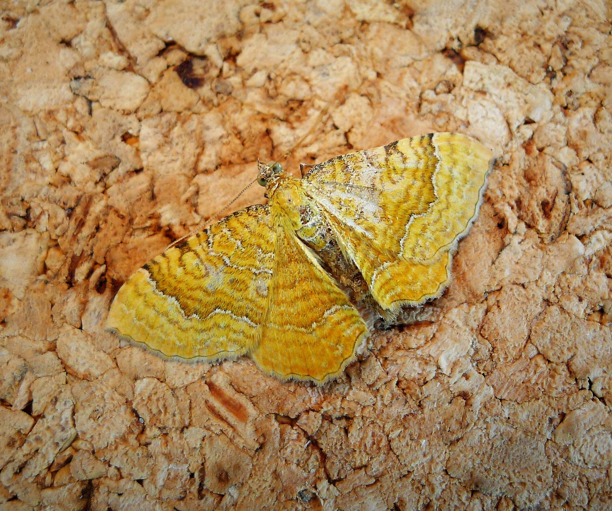 Image of Camptogramma