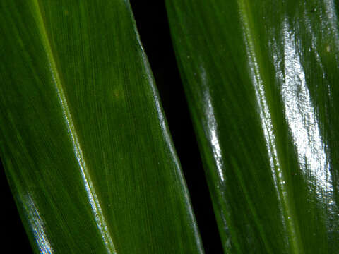 Image of Cooking Ginger