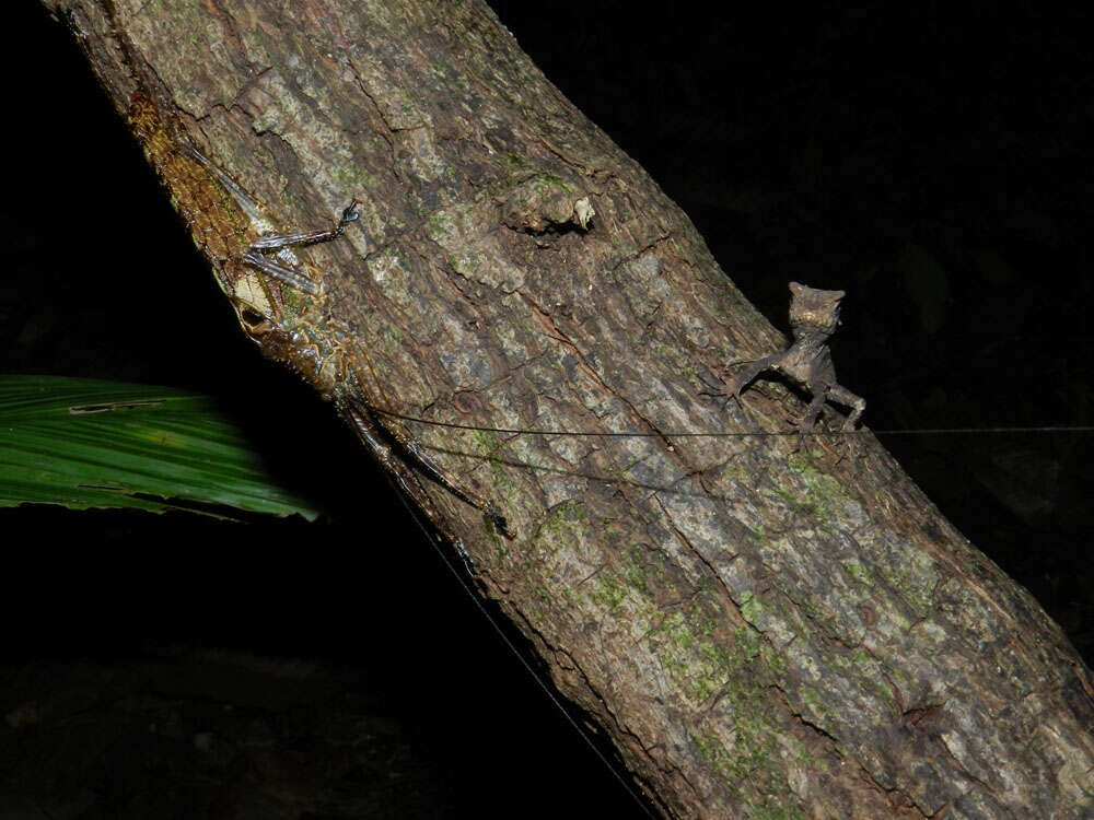 Image of helmet lizards