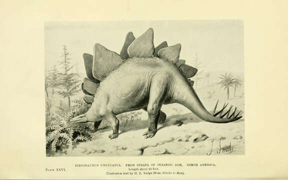 Image of Stegosaurus Marsh 1877