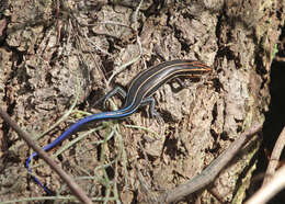 Image of skink