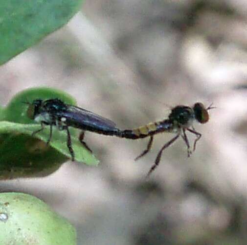 Image de Holopogon