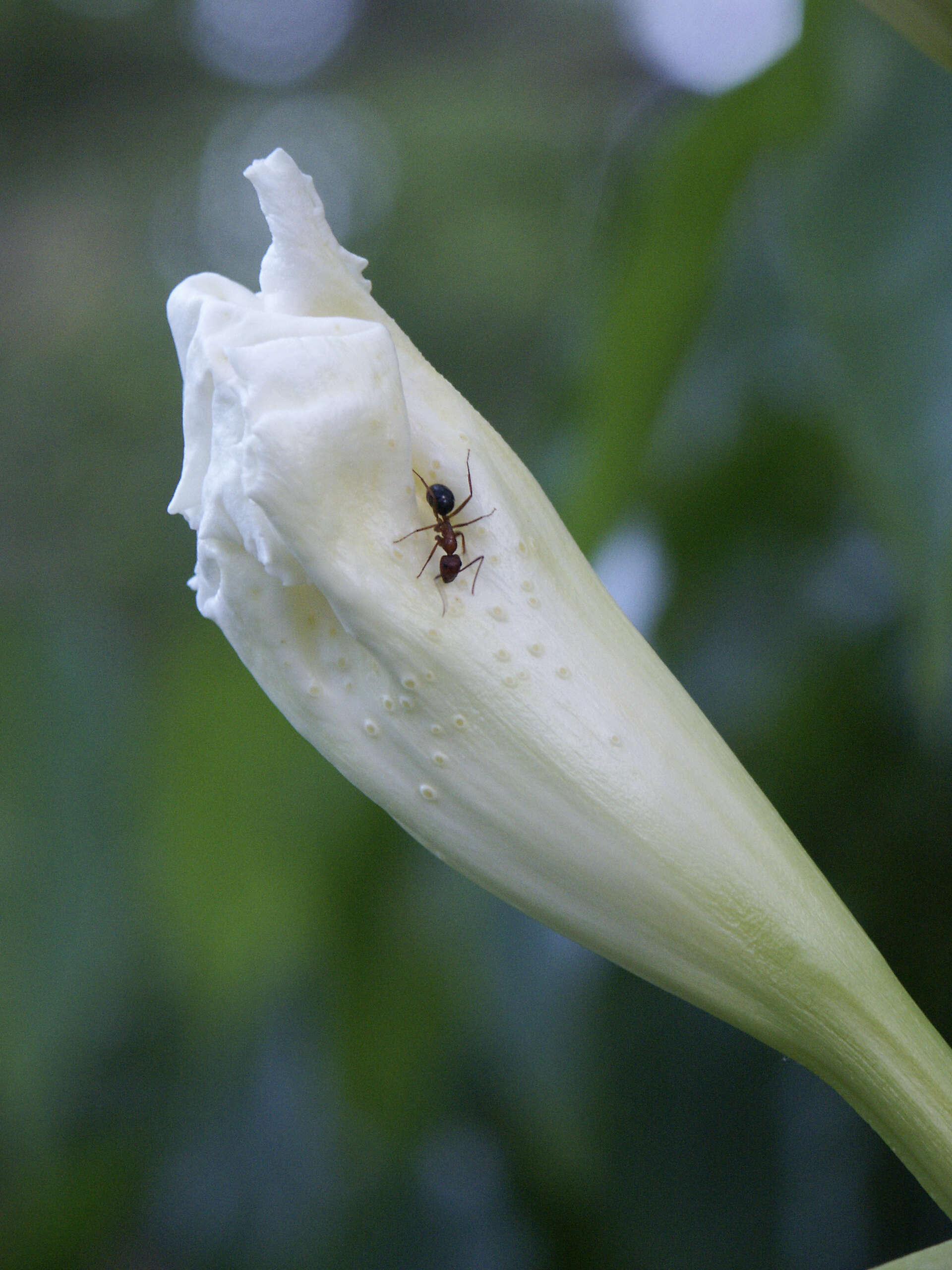 Plancia ëd Dolichandrone spathacea (L. fil.) K. Schum.