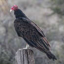 Image of Cathartes aurea