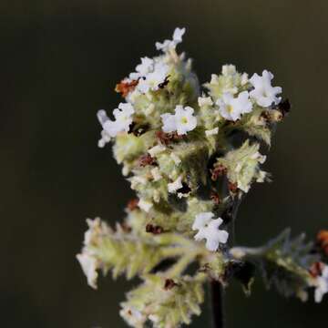 Image of Lippia stachyoides Cham.