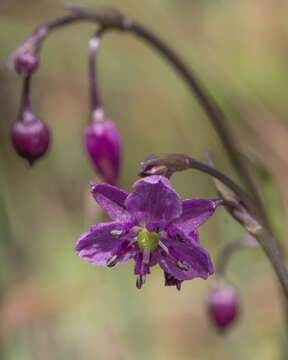 Image of Arthropodium minus R. Br.