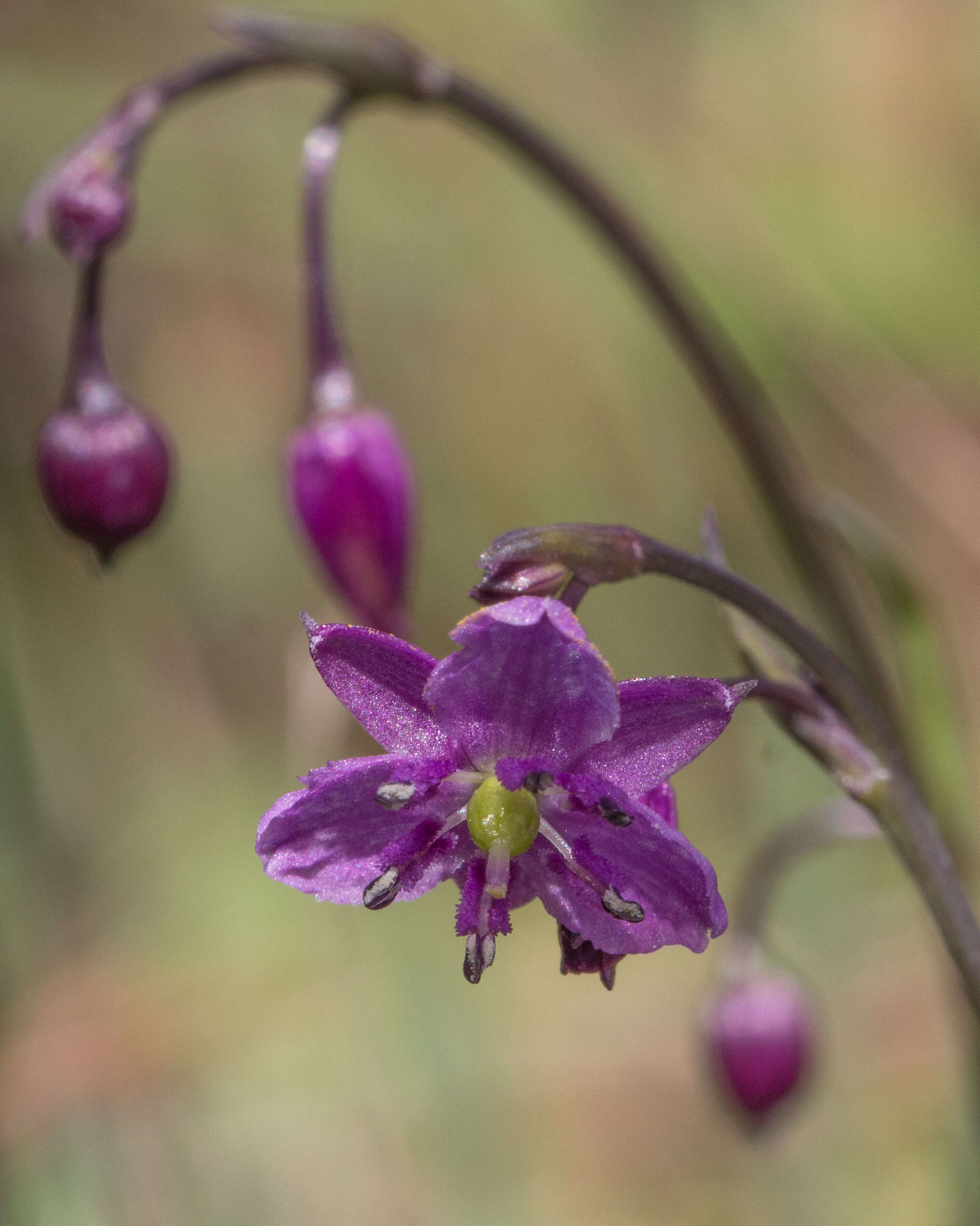 Image of rock lily