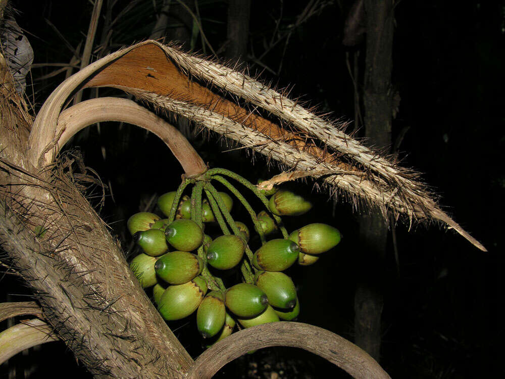 Image of bactris palm