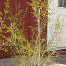 Plancia ëd Forestiera pubescens var. parvifolia (A. Gray) G. L. Nesom