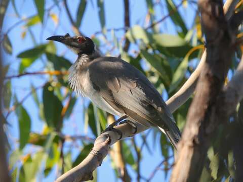 Image of Noisy Friarbird