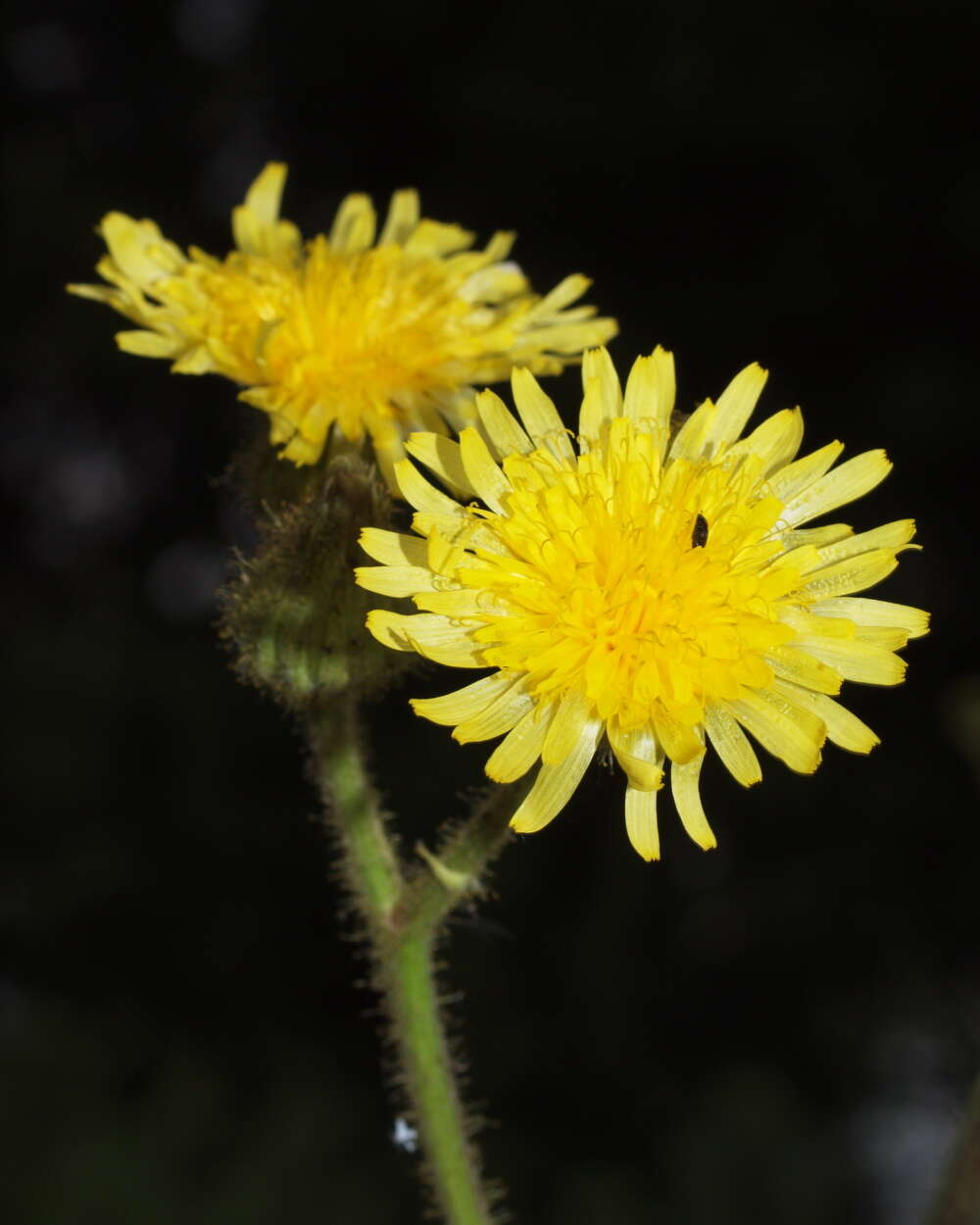 Image de Sonchus