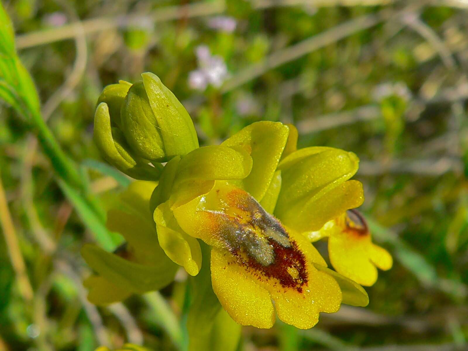 Image of Yellow Ophrys