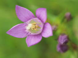 Image of Gentianella austriaca (A. & J. Kern.) Holub