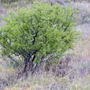 Image de Rhamnus lycioides subsp. lycioides