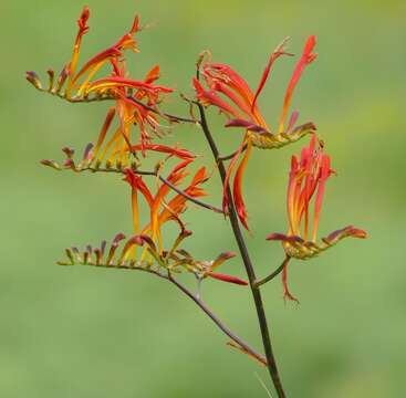 Image of zigzag crocosmia