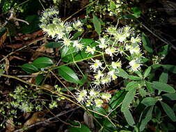 Sivun Clematis brasiliana DC. kuva