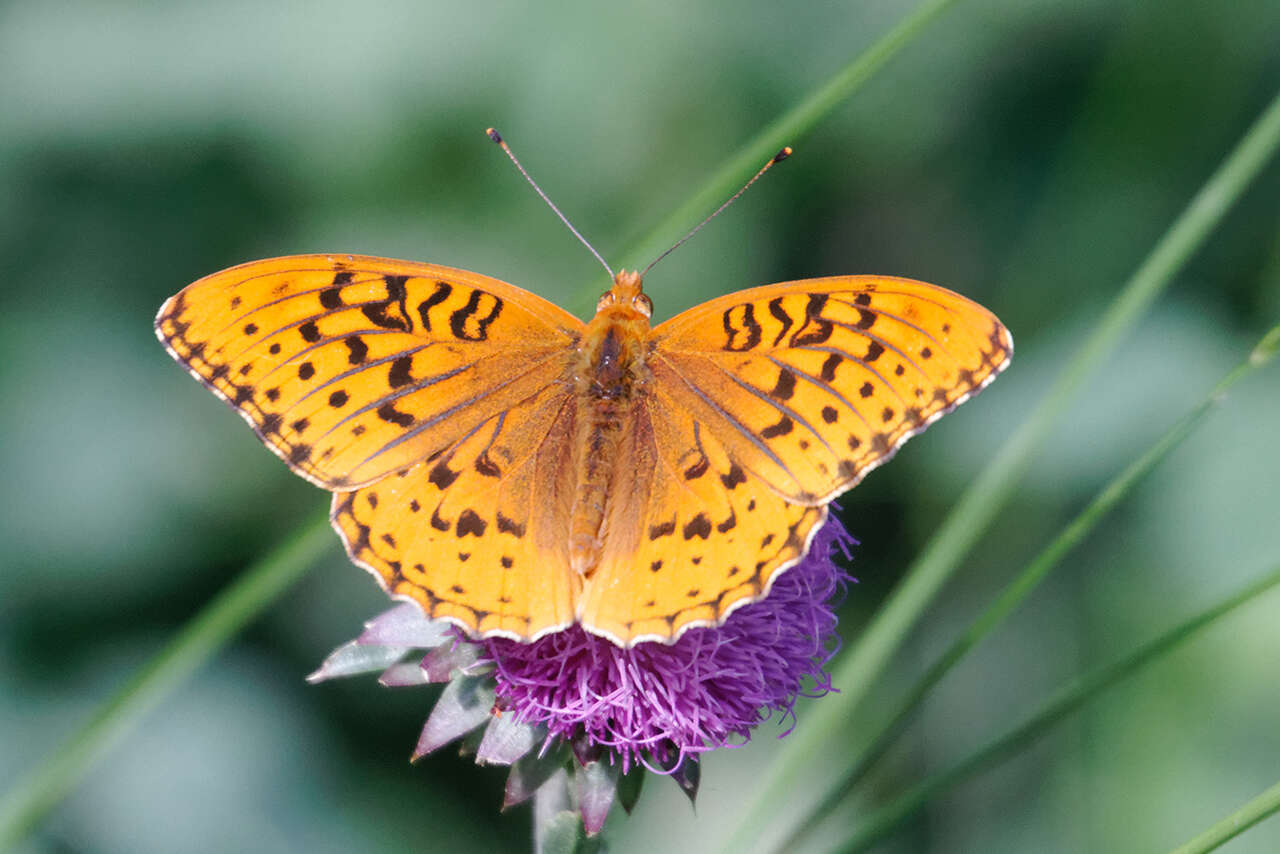 Image of Greater Fritillaries