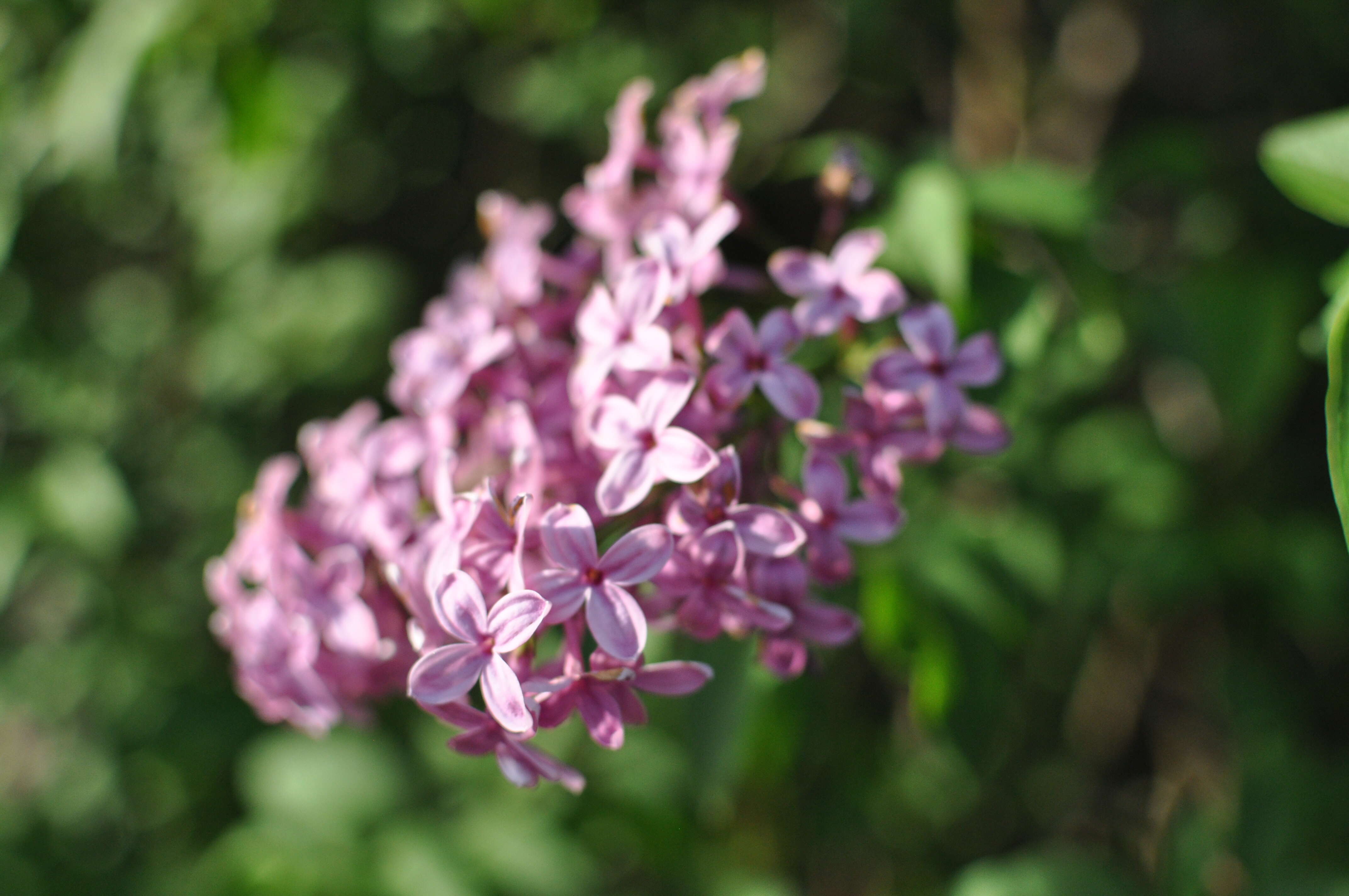 Image of lilac