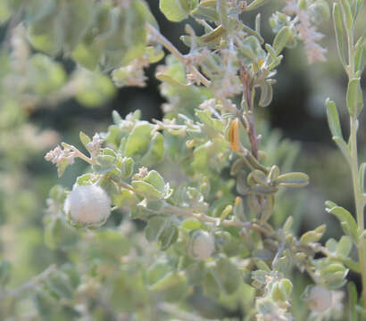 Image de Atriplex canescens (Pursh) Nutt.