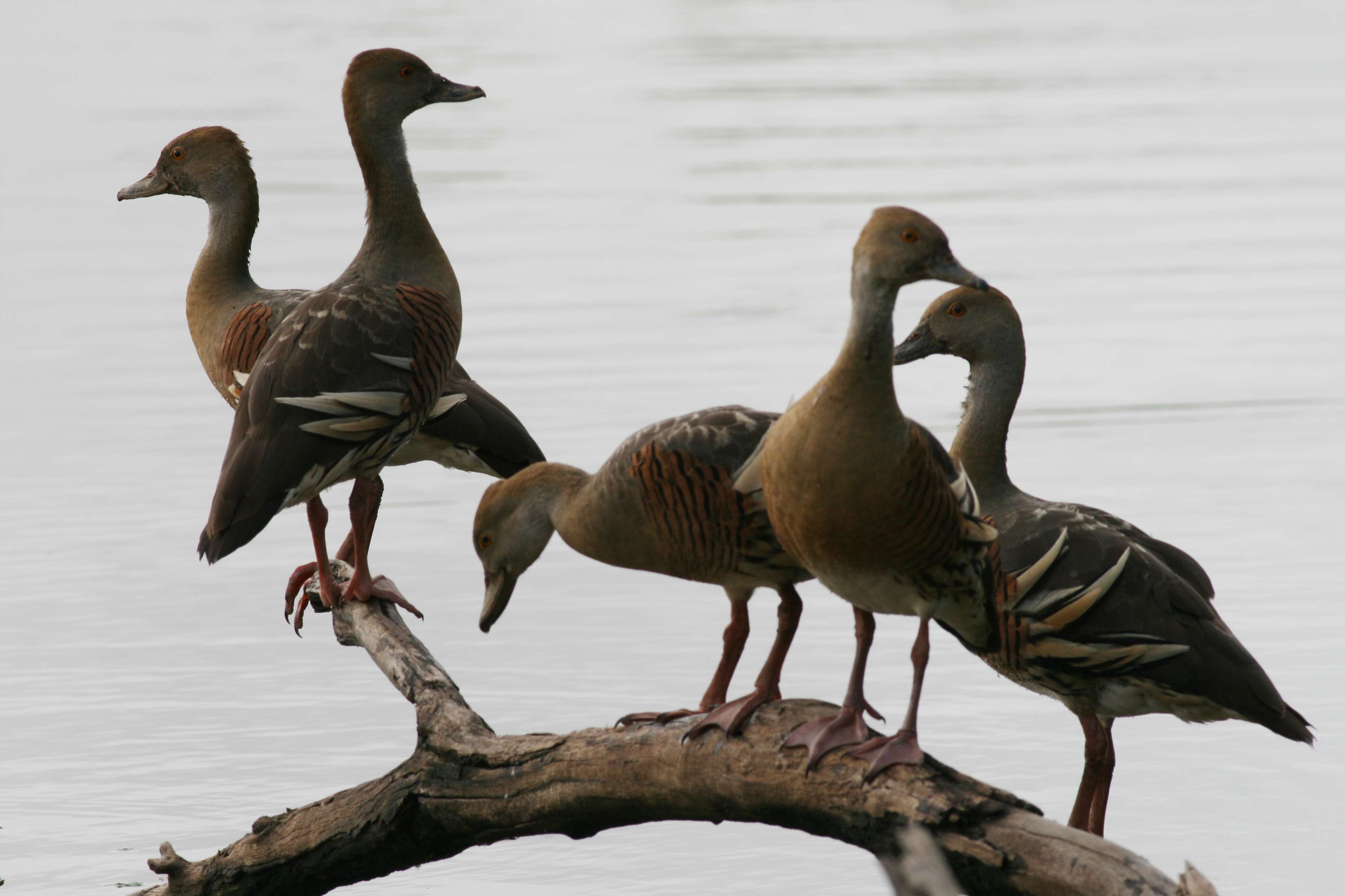 Image of Grass Whistling Duck