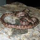 Image of Mona Island Boa