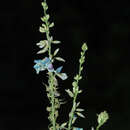 Image of tropical ticktrefoil