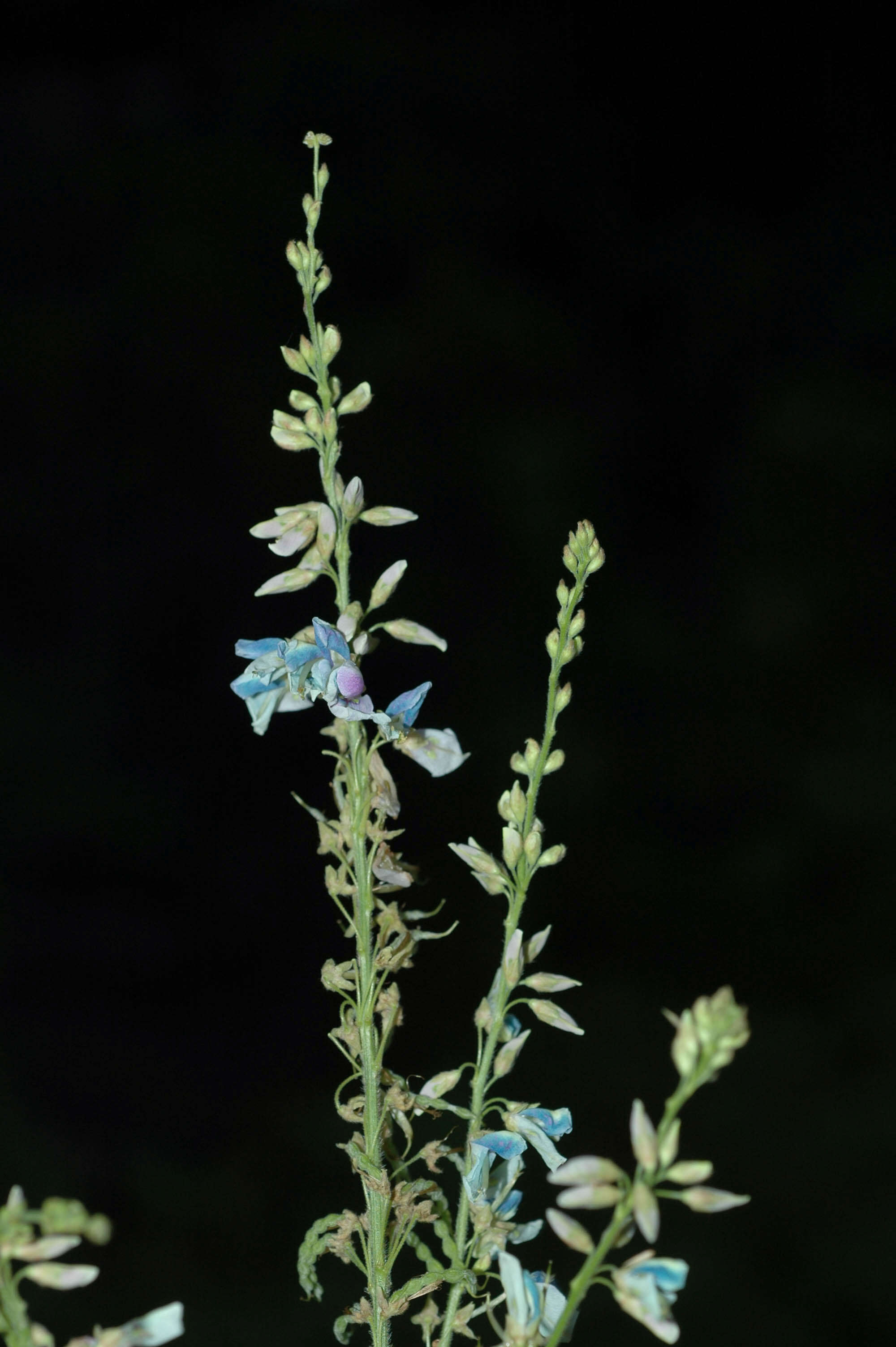 Imagem de Desmodium cajanifolium (Kunth) DC.