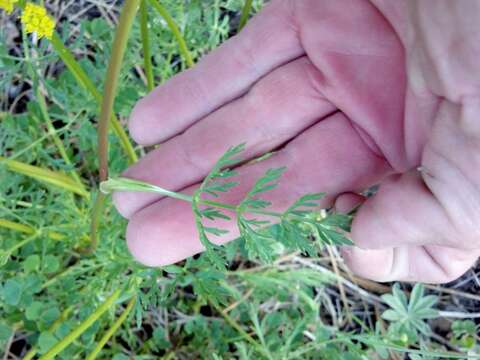 Imagem de Cymopterus lemmonii (J. M. Coult. & Rose) Dorn