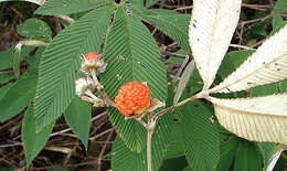 Image of Rubus lineatus Reinw.