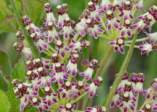 Image of milkweed