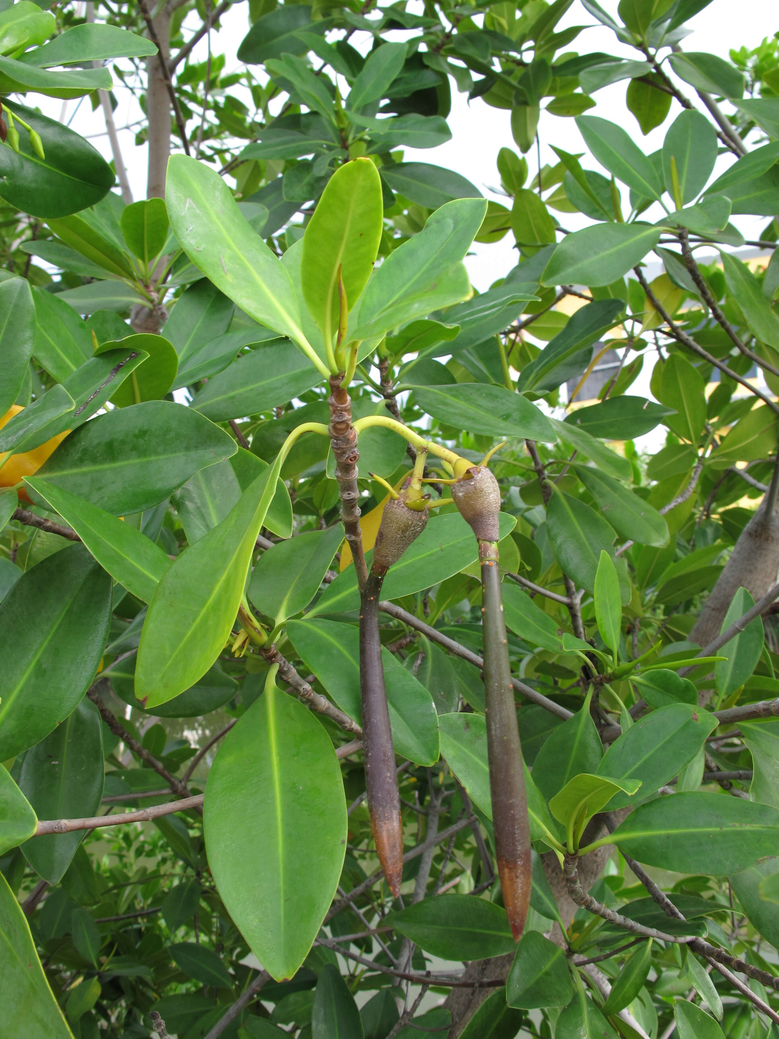Image of red mangrove