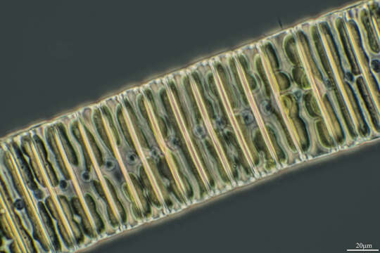 Image of Eunotia pectinalis