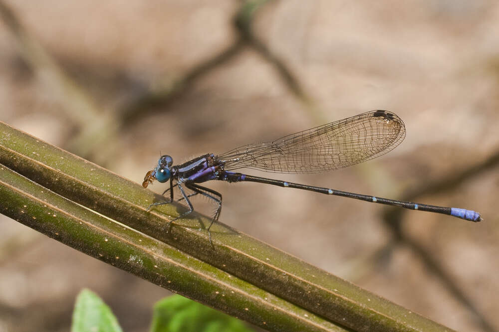 Image of Argia pulla Hagen ex Selys 1865