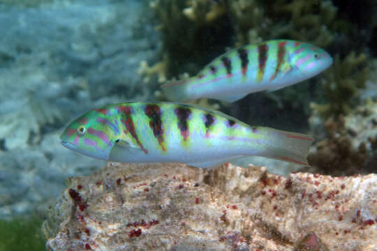 Image of Parrotfish