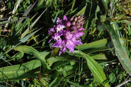 Image of Southern Marsh-orchid