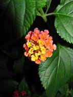 Image of lantana